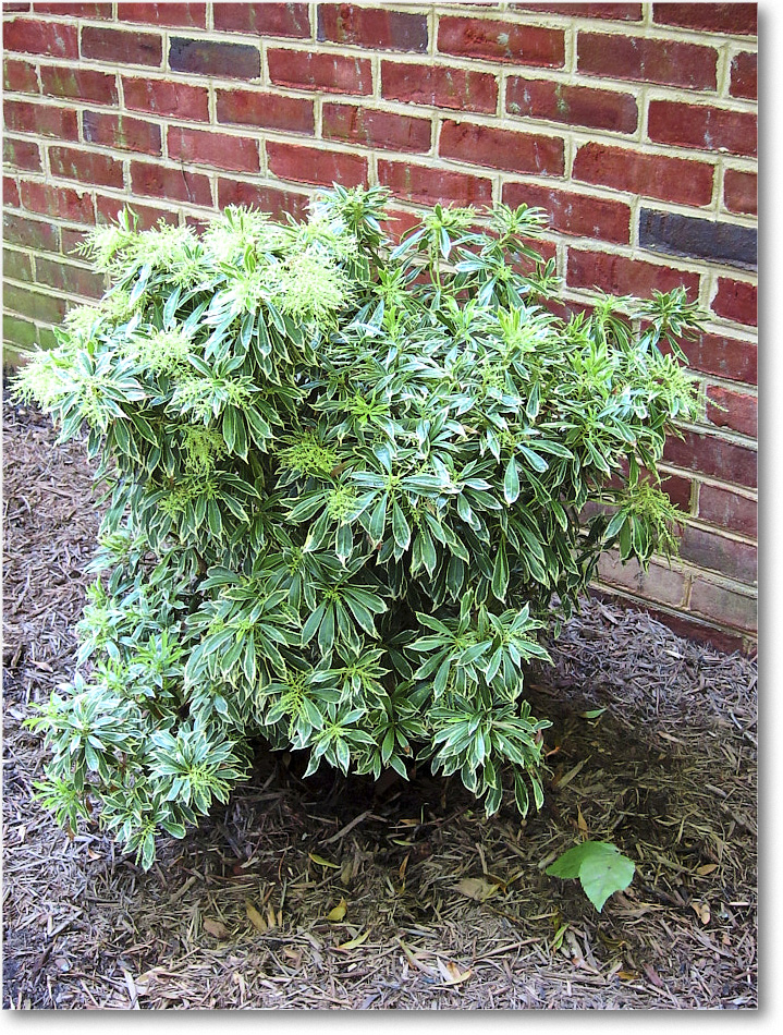 Susie'sGarden_2010Jul_IMG_0260