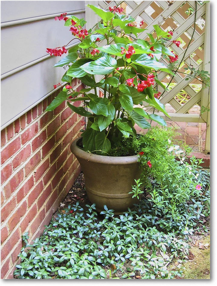 Susie'sGarden_2010Jul_IMG_0261