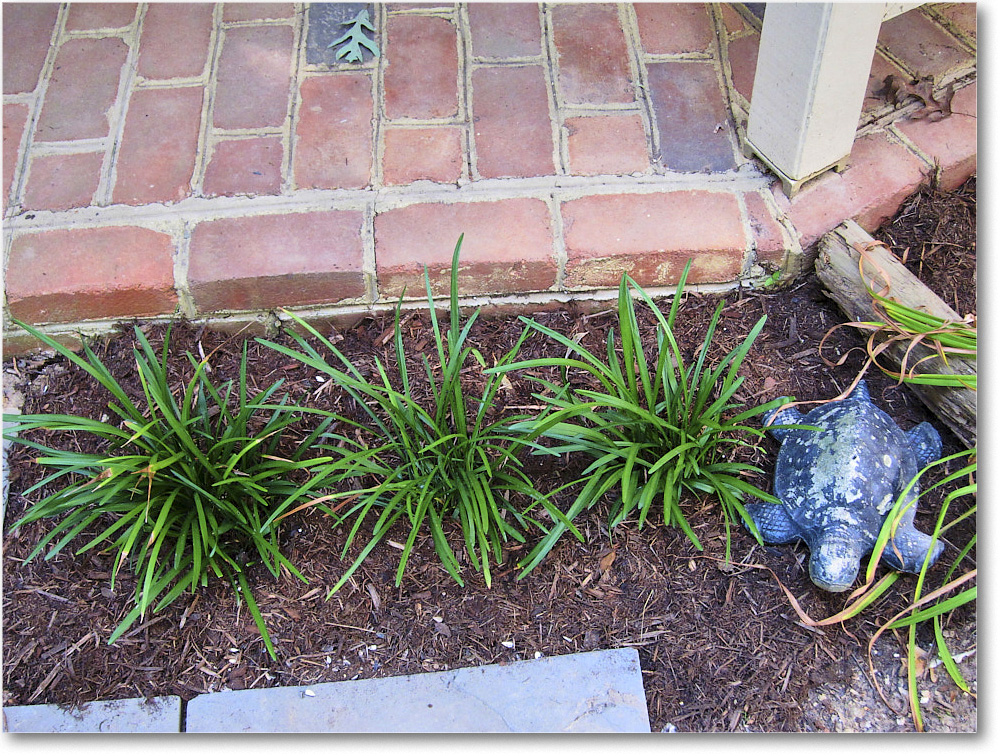 Susie'sGarden_2010Jul_IMG_0263