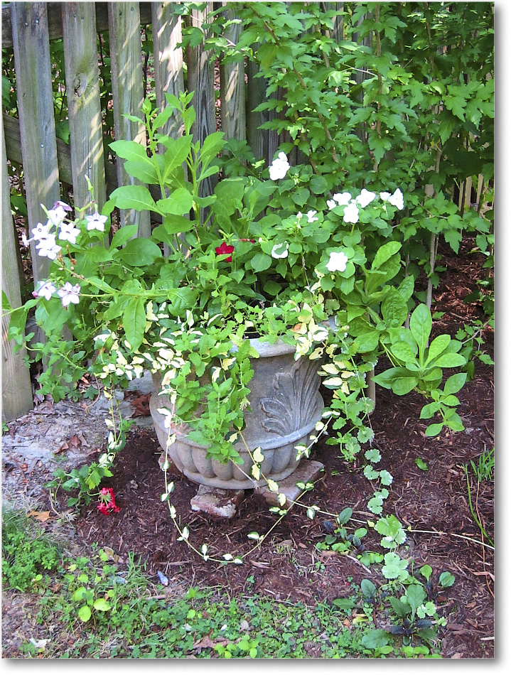 Susie'sGarden_2010Jul_IMG_0264