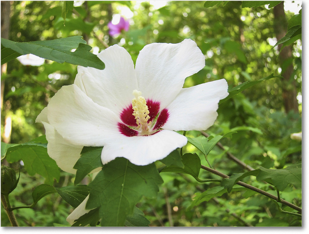 Susie'sGarden_2010Jul_IMG_0265