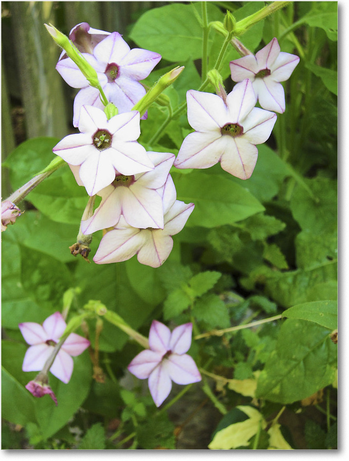 Susie'sGarden_2010Jul_IMG_0267