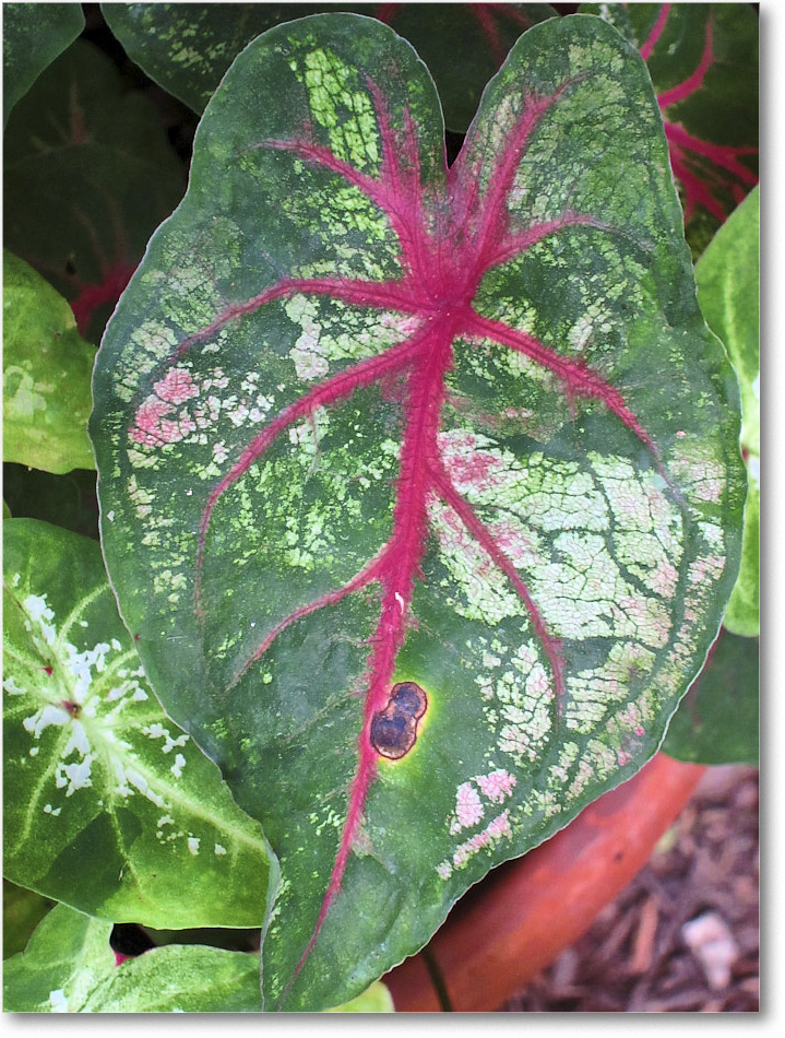 Susie'sGarden_2010Jul_IMG_0272