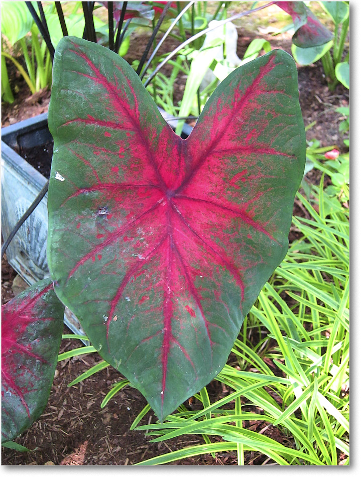 Susie'sGarden_2010Jul_IMG_0274