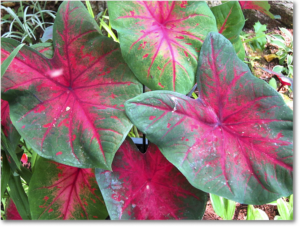 Susie'sGarden_2010Jul_IMG_0275