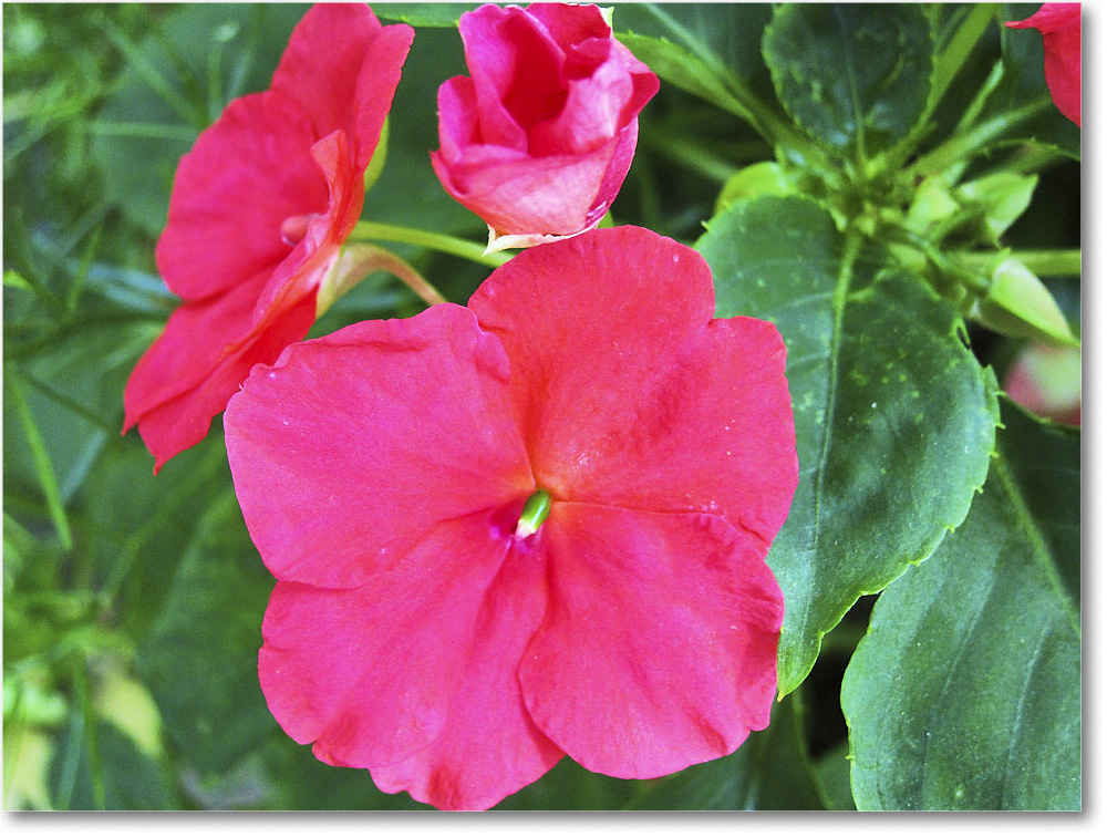 Susie'sGarden_2010Jul_IMG_0276