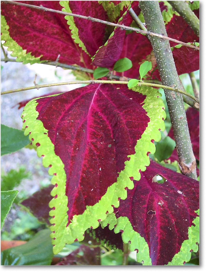 Susie'sGarden_2010Jul_IMG_0277