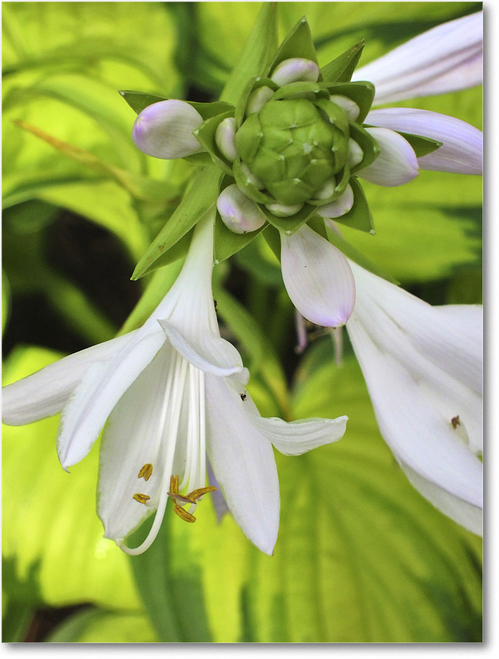 Susie'sGarden_2010Jul_IMG_0281