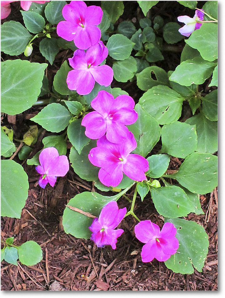 Susie'sGarden_2010Jul_IMG_0283