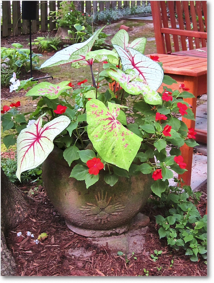 Susie'sGarden_2010Jul_IMG_0287