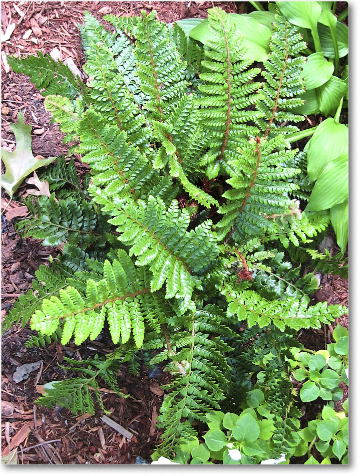 Susie'sGarden_2010Jul_IMG_0288