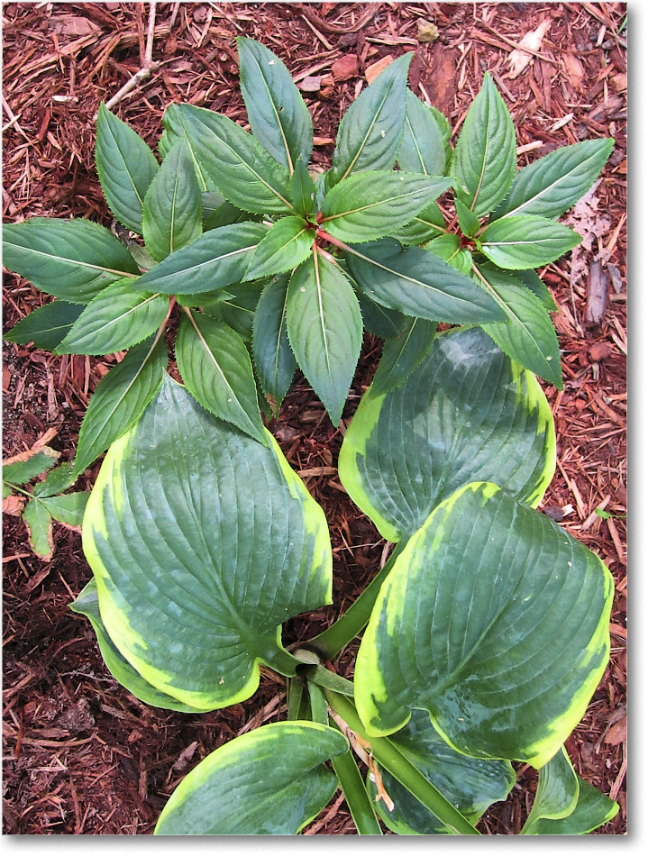 Susie'sGarden_2010Jul_IMG_0290