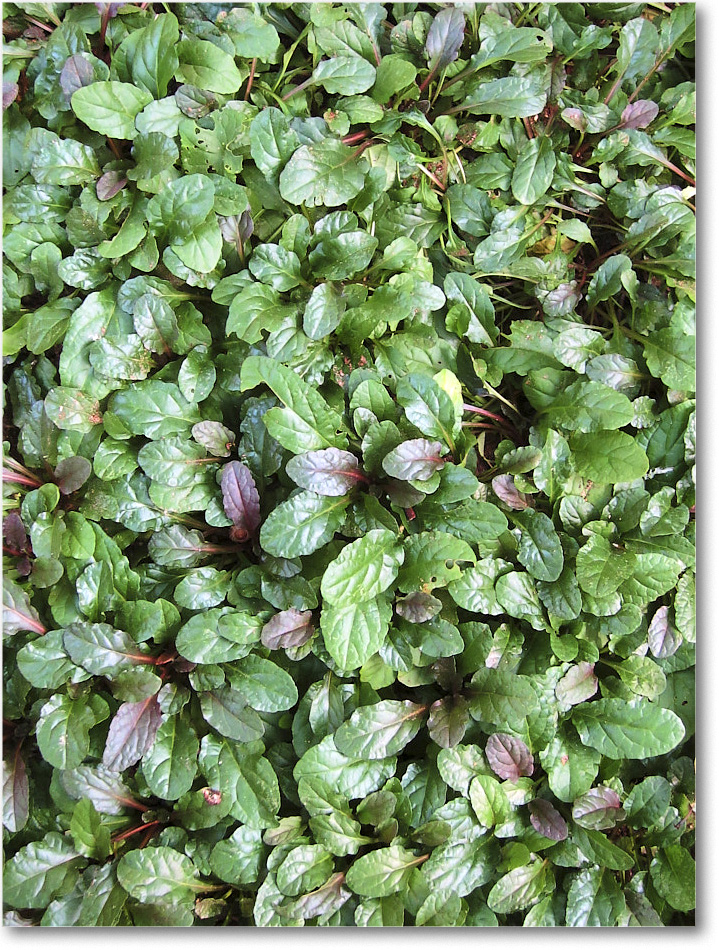 Susie'sGarden_2010Jul_IMG_0291