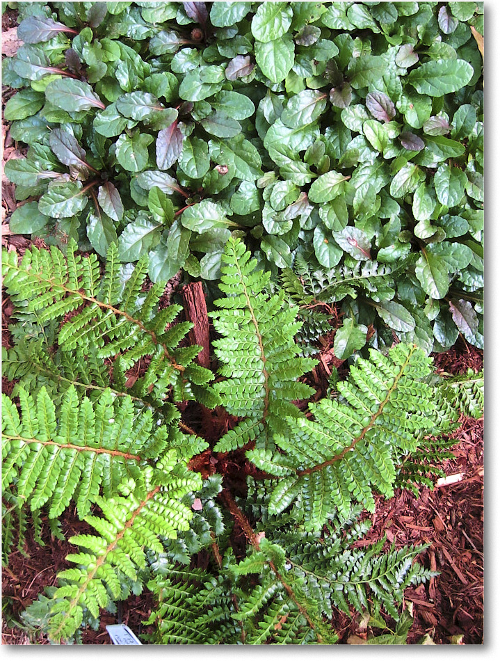 Susie'sGarden_2010Jul_IMG_0292