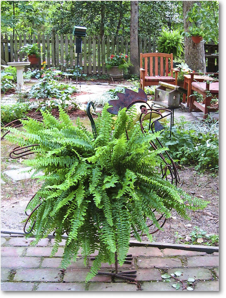 Susie'sGarden_2010Jul_IMG_0293