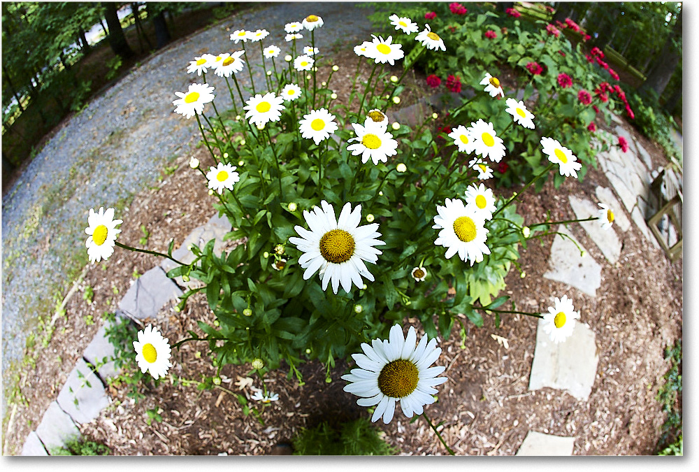 Susie'sGarden_2010Jul_S3A2165