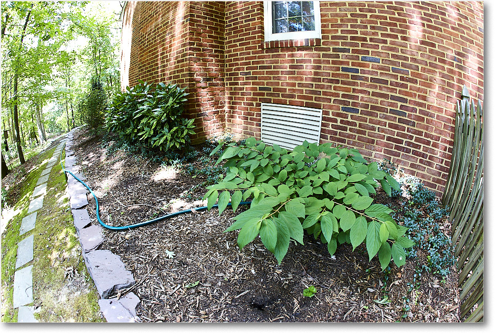Susie'sGarden_2010Jul_S3A2172