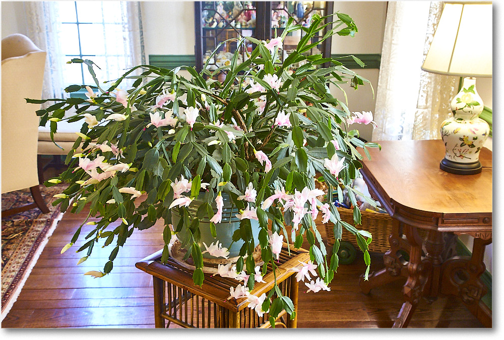 Susie'sGarden_2015Apr_2DXA5901