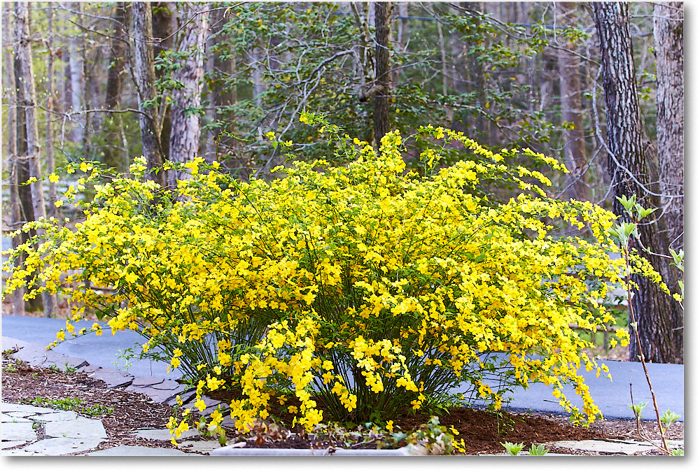 Susie'sGarden_2015Apr_2DXA5911