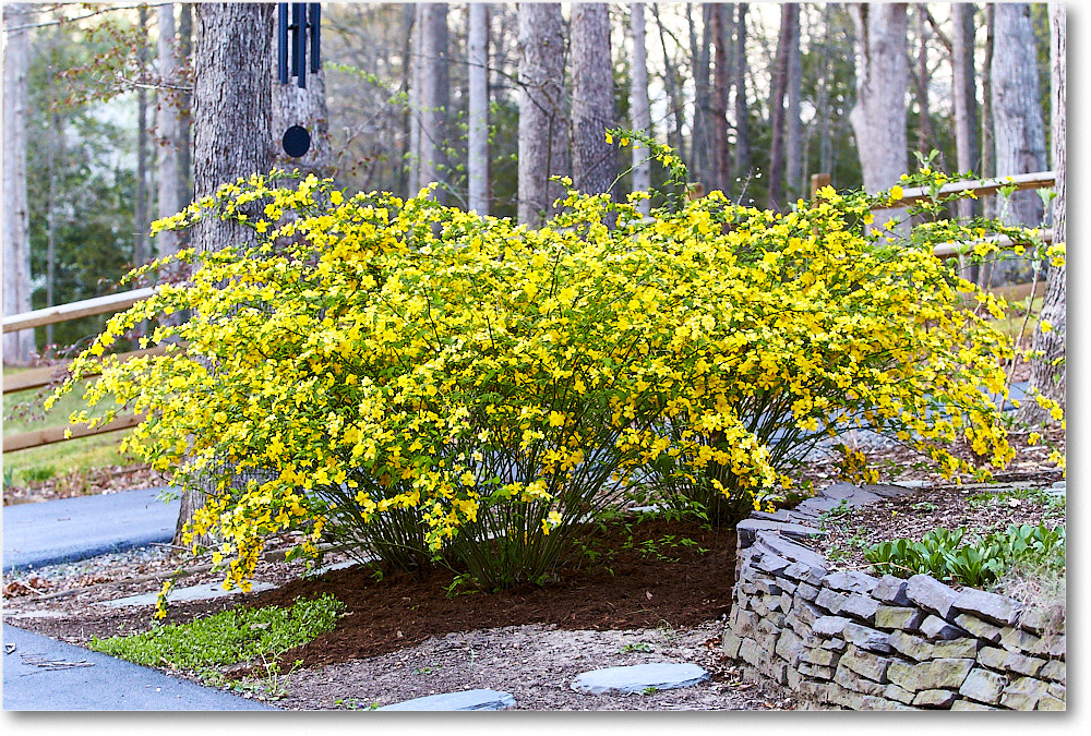 Susie'sGarden_2015Apr_2DXA5914