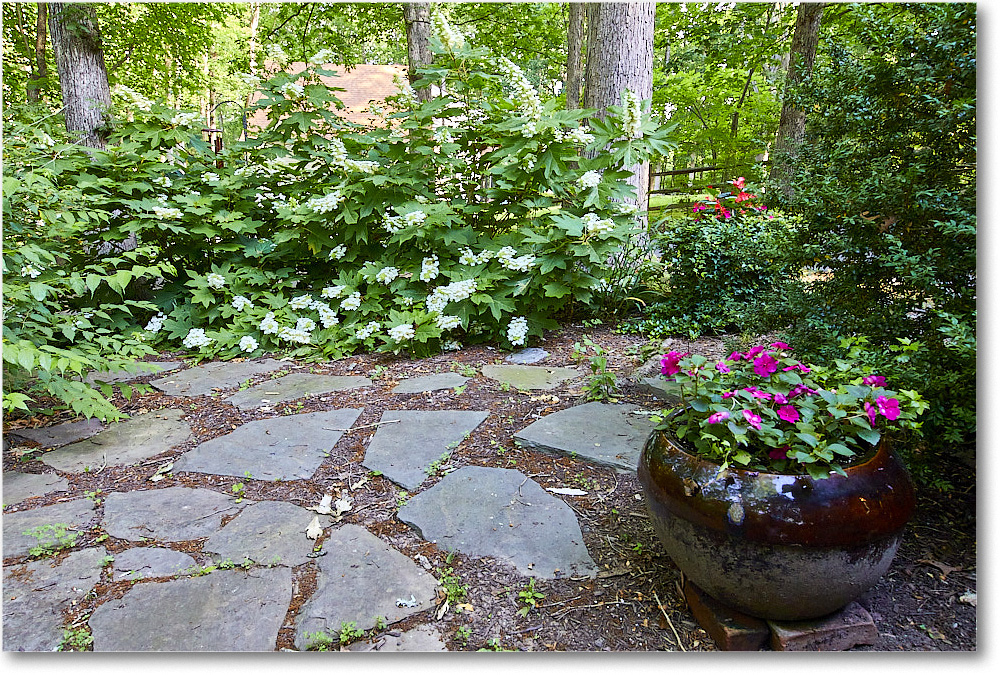 Susie'sHydrangas_2020Jun_5D4A2553