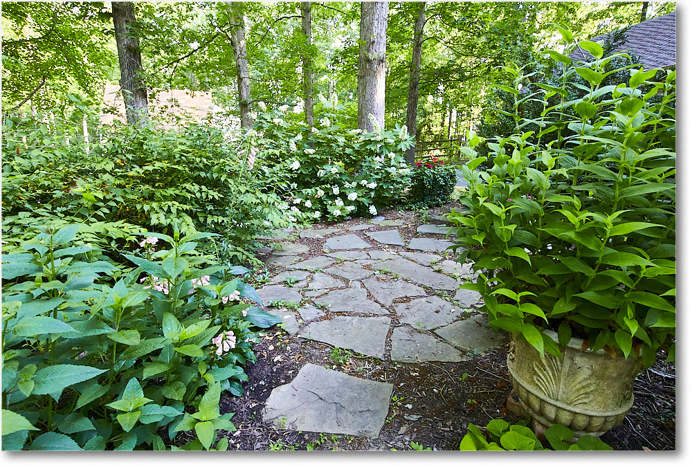 Susie'sHydrangas_2020Jun_5D4A2554