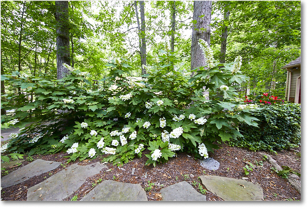 Susie'sHydrangas_2020Jun_5D4A2560