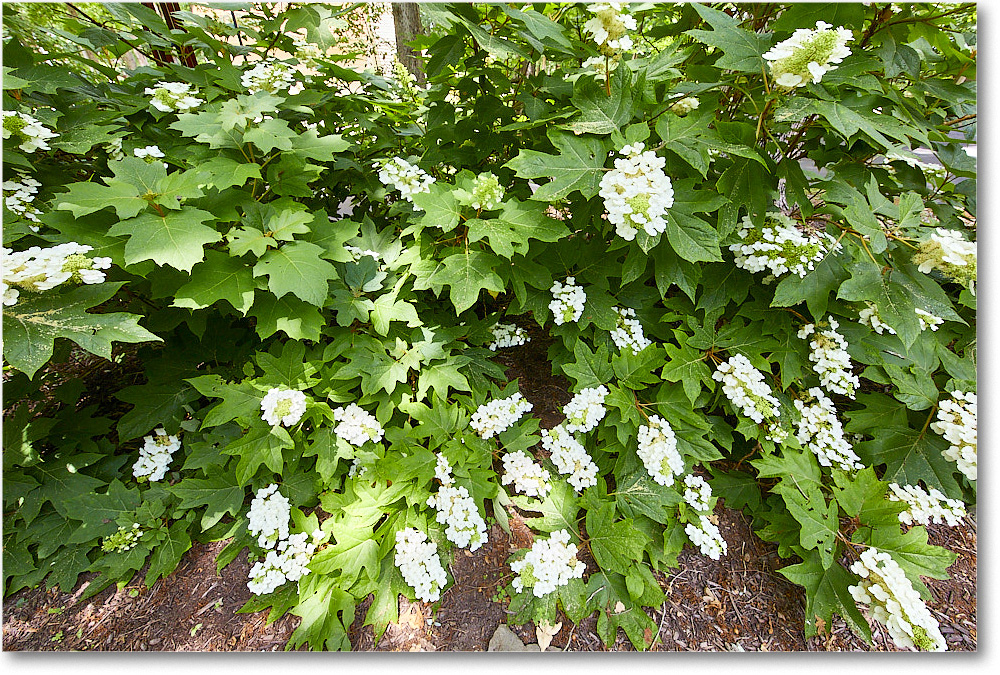 Susie'sHydrangas_2020Jun_5D4A2562