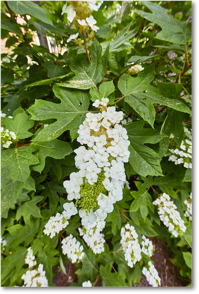 Susie'sHydrangas_2020Jun_5D4A2564