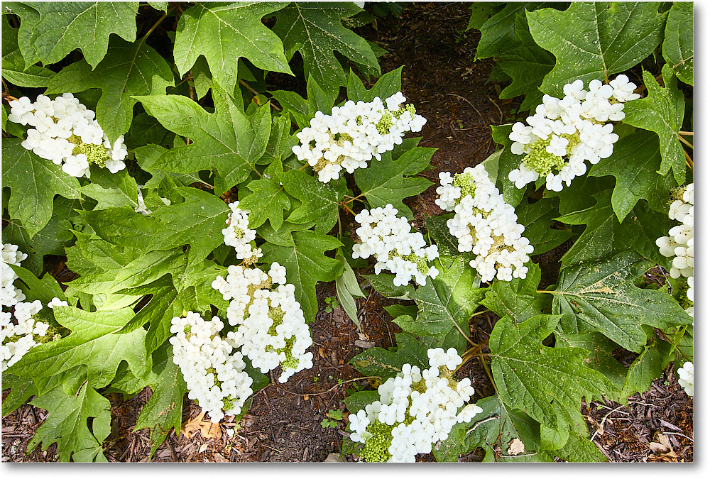 Susie'sHydrangas_2020Jun_5D4A2565