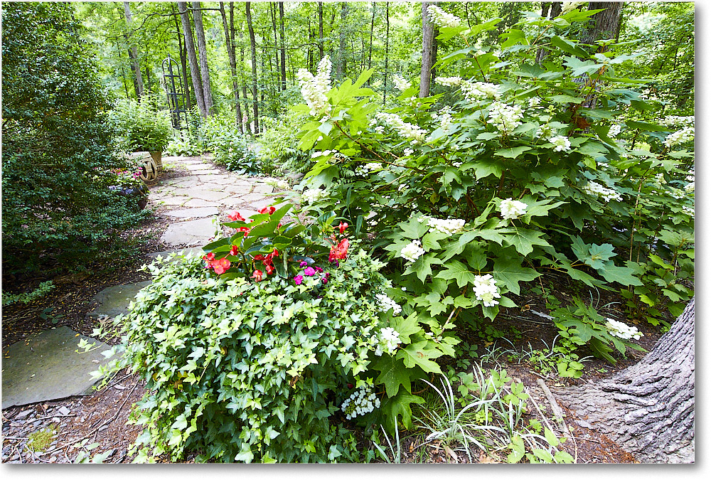 Susie'sHydrangas_2020Jun_5D4A2567