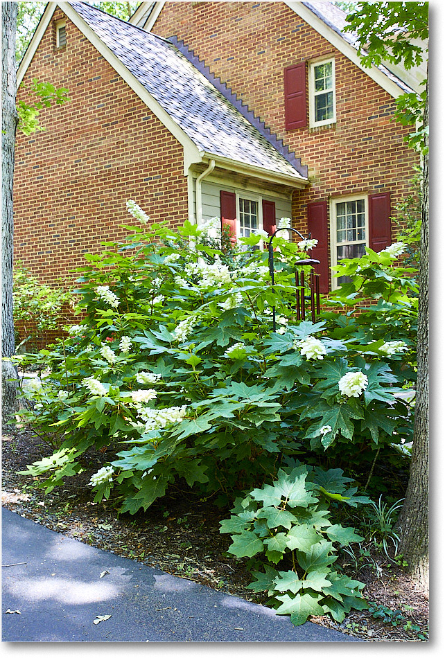 Susie'sHydrangas_2020Jun_5D4A2572