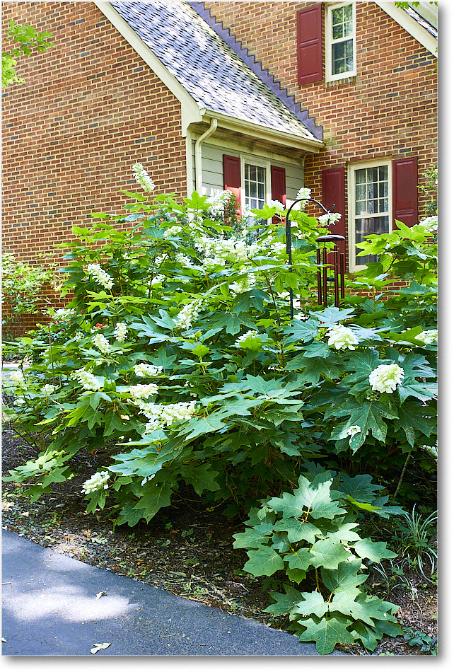 Susie'sHydrangas_2020Jun_5D4A2574