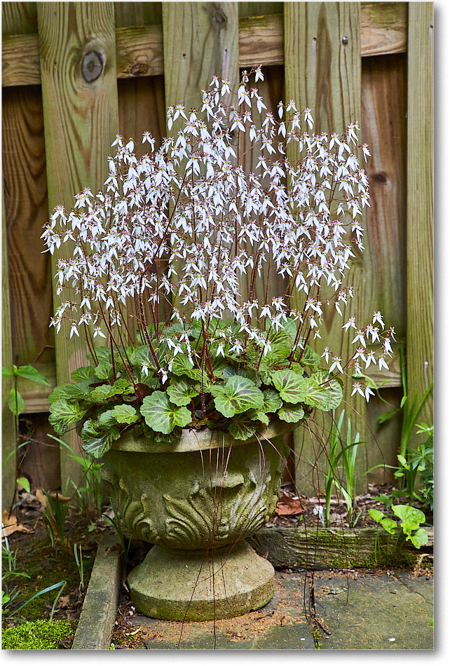 Susie'sHydrangas_2020May_5D5A1892