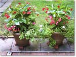 Susie'sGarden_2010Jul_IMG_0139