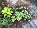 Susie'sGarden_2010Jul_IMG_0145