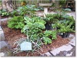 Susie'sGarden_2010Jul_IMG_0152