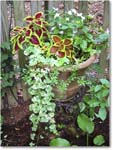 Susie'sGarden_2010Jul_IMG_0158