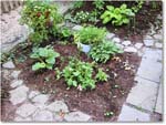 Susie'sGarden_2010Jul_IMG_0186