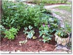 Susie'sGarden_2010Jul_IMG_0190