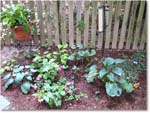Susie'sGarden_2010Jul_IMG_0197