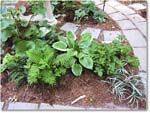 Susie'sGarden_2010Jul_IMG_0202
