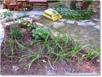 Susie'sGarden_2010Jul_IMG_0205