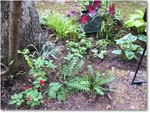 Susie'sGarden_2010Jul_IMG_0212