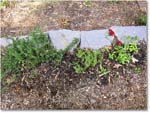 Susie'sGarden_2010Jul_IMG_0236