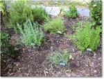 Susie'sGarden_2010Jul_IMG_0247