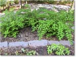 Susie'sGarden_2010Jul_IMG_0250