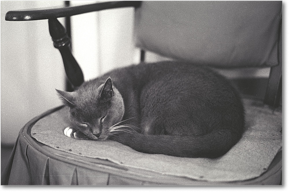 A051 MichaelCat_Mema_1973Jun_BWscan copy