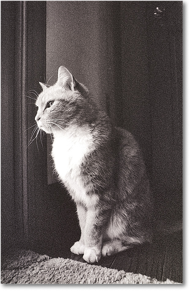 A067 TiggerCat_Hillcrest_1991March copy