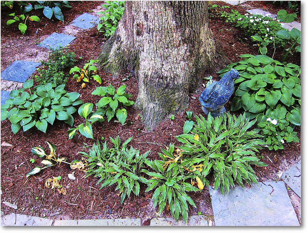 A153 Susie'sGarden_2010Jul_IMG_0193 copy